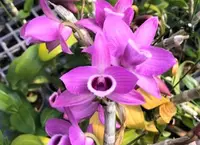 Den. Nestor 'Nguyen Hien' (MD98) (Hybrid)