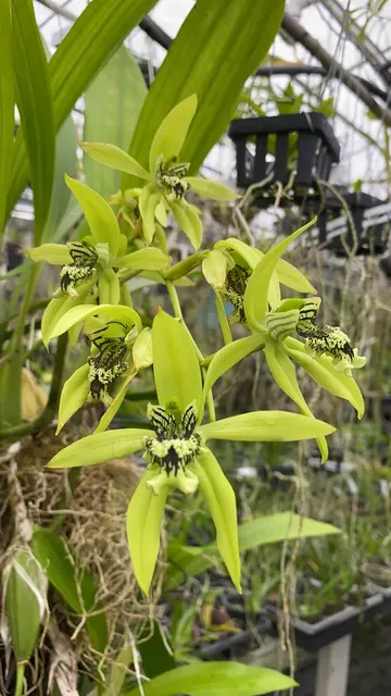 Coelogyne Pandurata Orchid (Coelogyne)