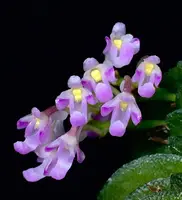 Schoenorchis seidenfadenii