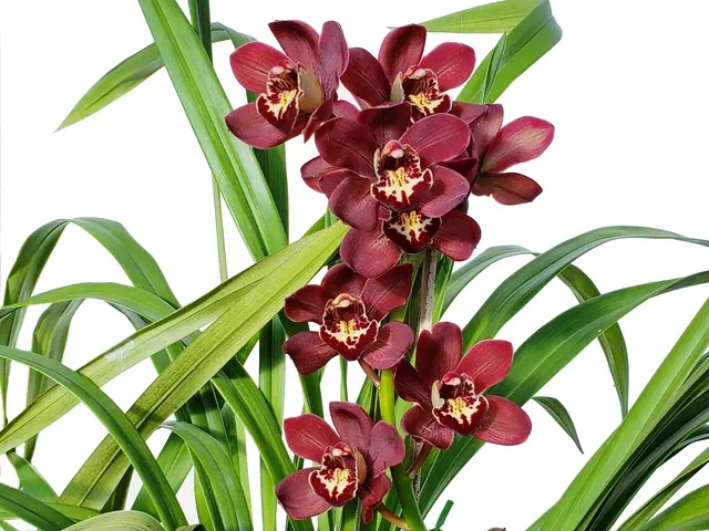 Cymbidium Kevin Royale (Cymbidium)