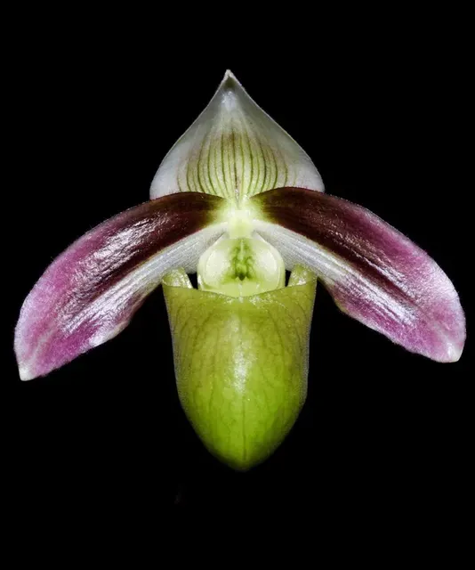 Paphiopedilum violascens (Paphiopedilum)