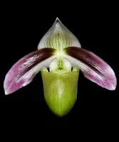 Paphiopedilum violascens