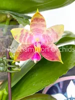 Phal. Guadalupe Pineda 'Yaphon'