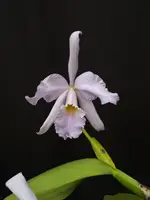 Cattleya Olinda Baumann 'coerulea'