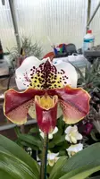 Paphiopedilum Large Red Spotty Complex (Bulldog Slippers) – In Flower