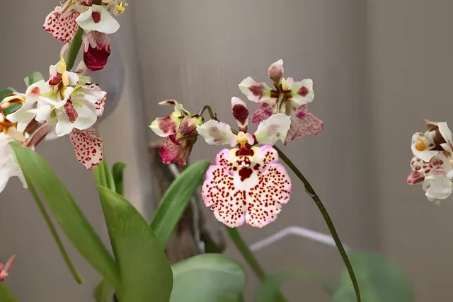 Tolumnia Jairak Firm 'Spoty' (Tolumnia)