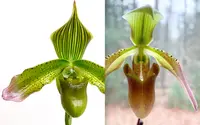 FLASK | Paph javanicum x hainanense | SapphireChild Orchids
