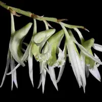 Dendrobium kratense sp.
