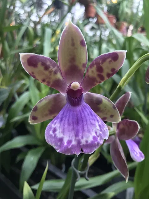 Zygopetalum Bärbel Hahn