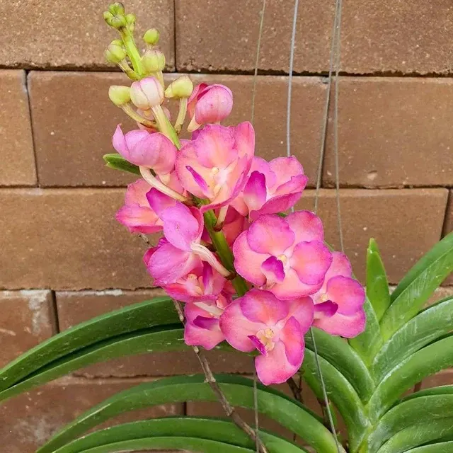 Vanda Pine Rivers X Shigenori Yamanaka