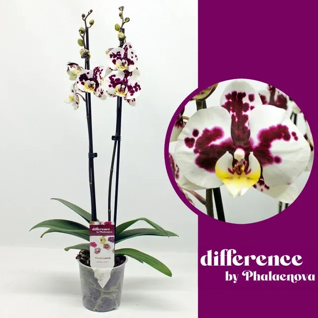 Phalaenopsis Melisa