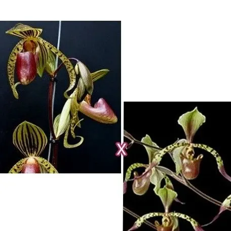 Paphiopedilum Hung Sheng Eagle × lowii
