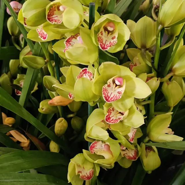 Cymbidium Hybrids (Cymbidium)