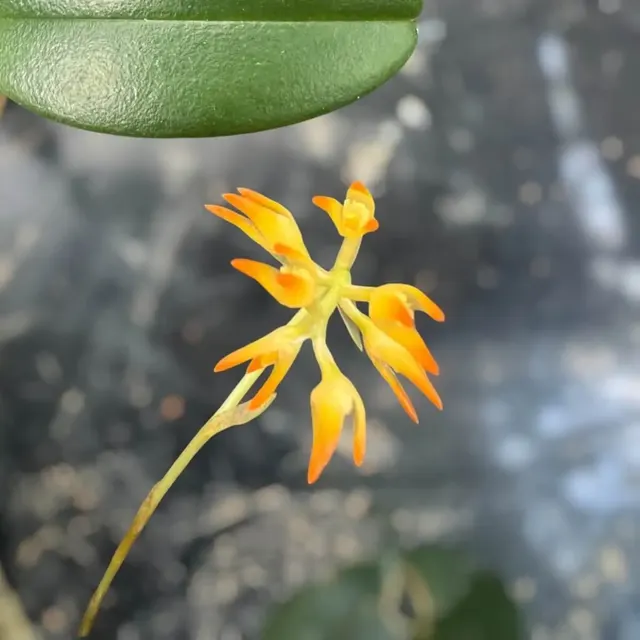 Bulbophyllum ovatum
