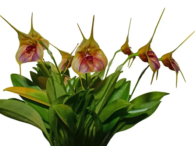 Masdevallia Celestial Stripes (Masdevallia)