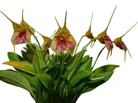 Masdevallia Celestial Stripes
