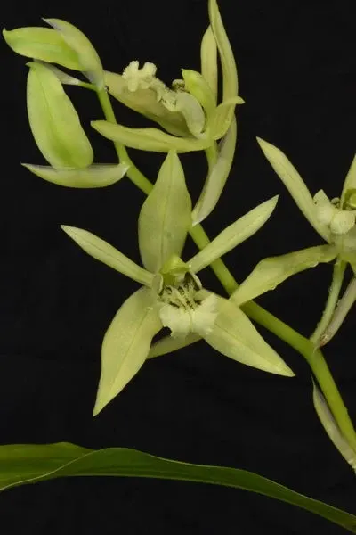 Coelogyne brachyptera