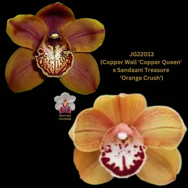 Cymbidium Seedling JG22013 'Copper Queen' (Cymbidium)