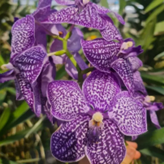 Vanda Wirat x Gordon Dillion