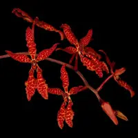 [Bare-root] #VA# Ren. bella [2.8" BS][Oct in stock 26]
