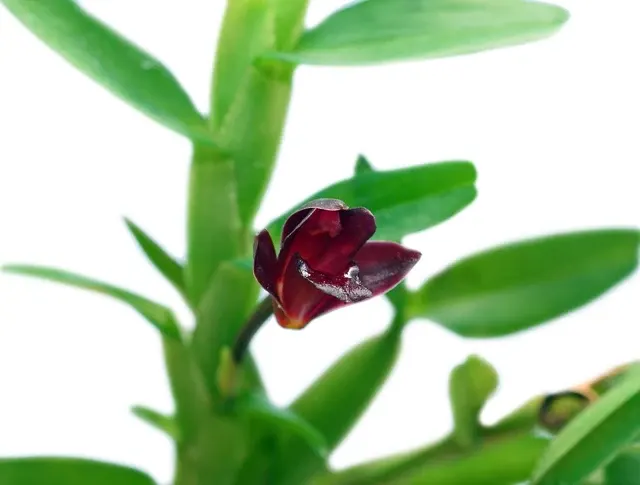 Maxillaria swartziana (Maxillaria)