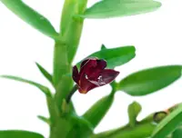 Maxillaria swartziana