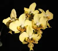 Phal. stuartiana v. nobilis (Yellow Strain) (PS-STY) (Phalaenopsis - Phalaenopsis - stuartiana )