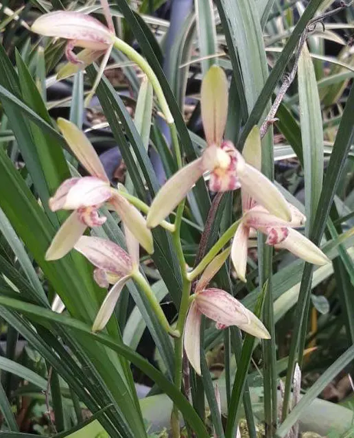Cymbidium ensifolium 'TianJiXian' (Cymbidium)