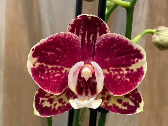 Phalaenopsis Large Black Ball