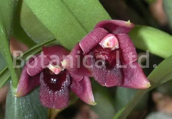 Maxillaria variabilis 'Marisa'