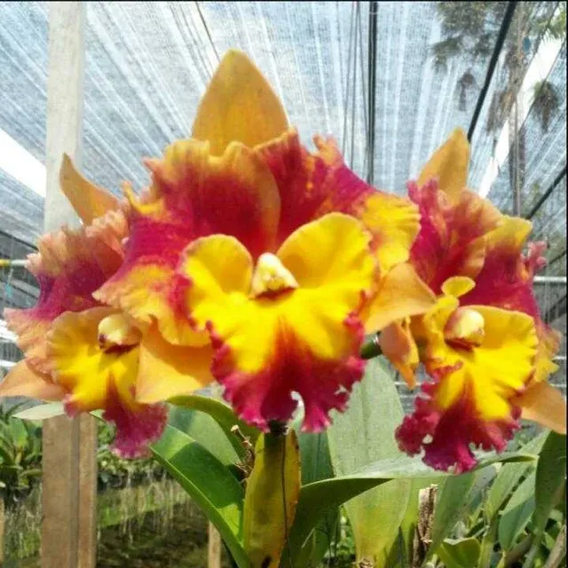 Brassolaeliocattleya Rungnapha Fancy
