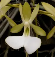 Dendrophylax fawcetti, Cayman Ghost Orchid, White Flowering, Leafless