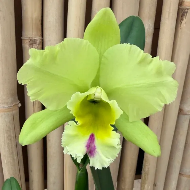 Rhyncholaeliocattleya Magic Meadow - Buds 'Napoleon'