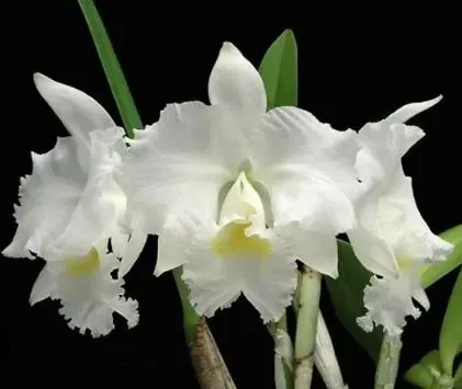 Cattleya warneri var alba 'Claire' (Cattleya)