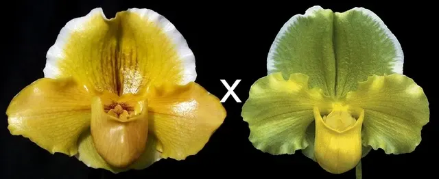 Paphiopedilum Donna Hanes X Elfstone 'Papa Aroha' (Paphiopedilum)