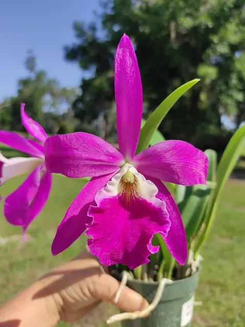 Rhynchobrassoleya Rubi (Rhynchobrassoleya)