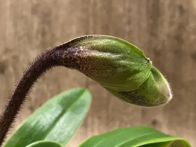 Paphiopedilum California Girl 'Free Spirit' × Thunder Cat 'Power House'