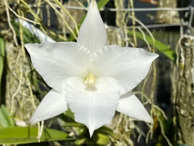 Laelia anceps petaloid (Laelia)