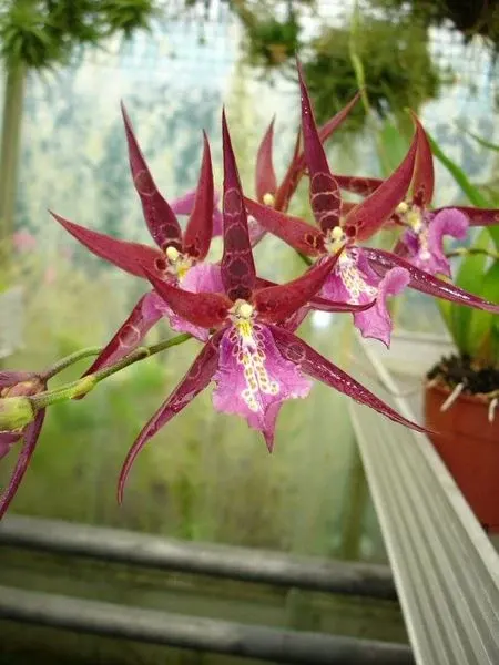 Noid Miltassia