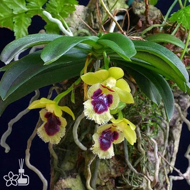 Haraella retrocalla × sib