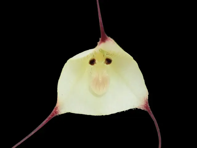 Dracula rezekiana (Dracula)