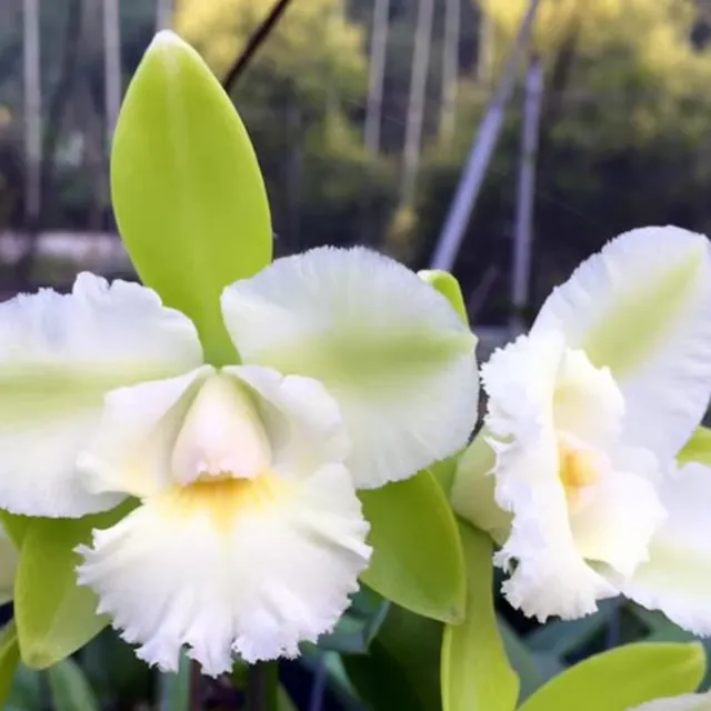 Rhyncholaeliocattleya Siam Jade 'SVO' (Rhyncholaeliocattleya)