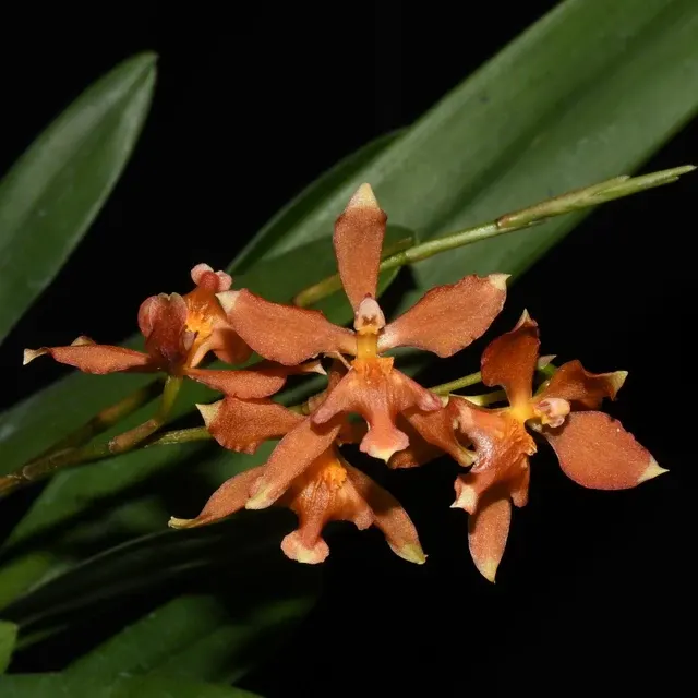 Oncidium Kiss Me (Oncidium)