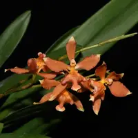 Oncidium Kiss Me