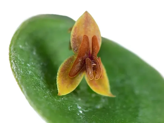 Lepanthes dodsonii x