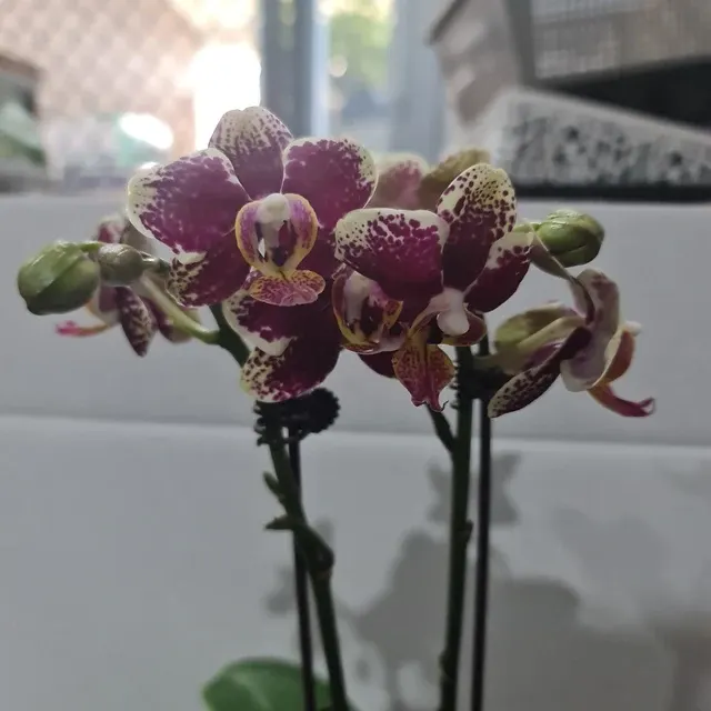 Phalaenopsis Anagram