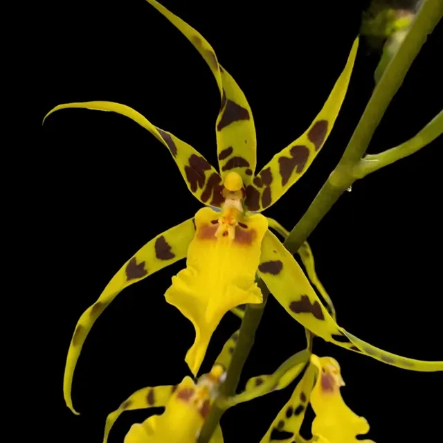 Alcra Pacific Nova 'Okika'