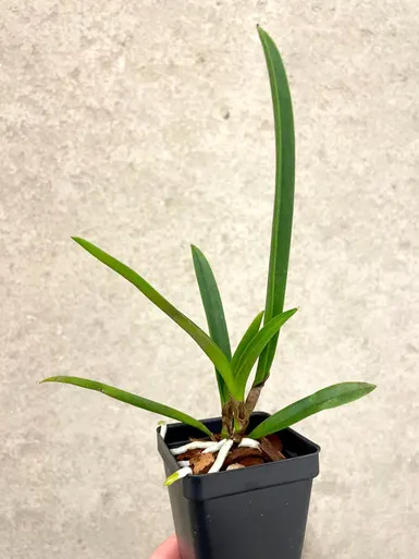Brassocattleya Golden Glory | Richard Mueller X Tenebrosa | SapphireChild Orchids (Brassocattleya)