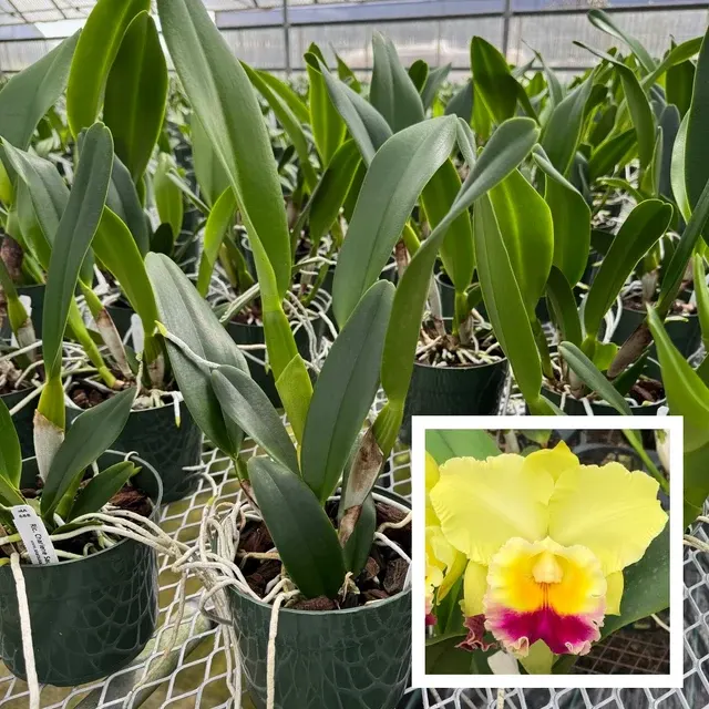 Rhyncholaeliocattleya Charlene Sau Yee Liu 'Volcano Prince' (Rhyncholaeliocattleya)
