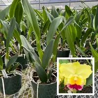 Rlc. Charlene Sau Yee Liu 'Volcano Prince' (5.5" Pot) - Not Blooming